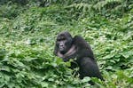Gorilla Trekking in Uganda (5 Tage)