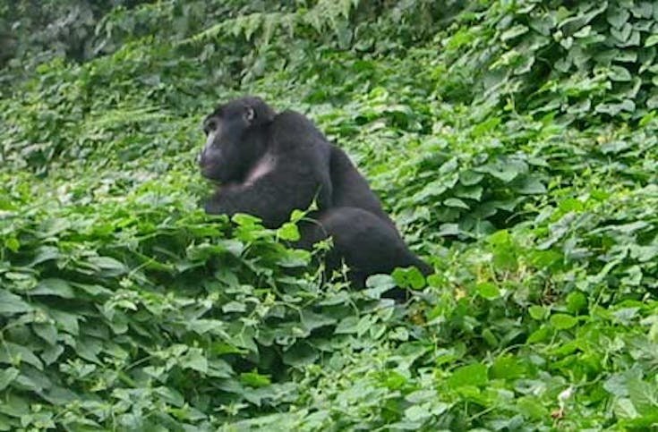 Gorilla Trekking in Uganda (5 Tage)
