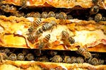 Besuch beim Imker mit Honig-Verkostung für 2