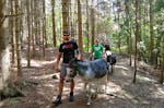 Esel-Trekking-Tagestour im Waldviertel