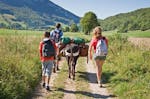 Geführte Eselwanderung für Familien im Sauerland