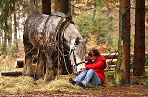 Holzrücken mit Pferden im Bergischen Land