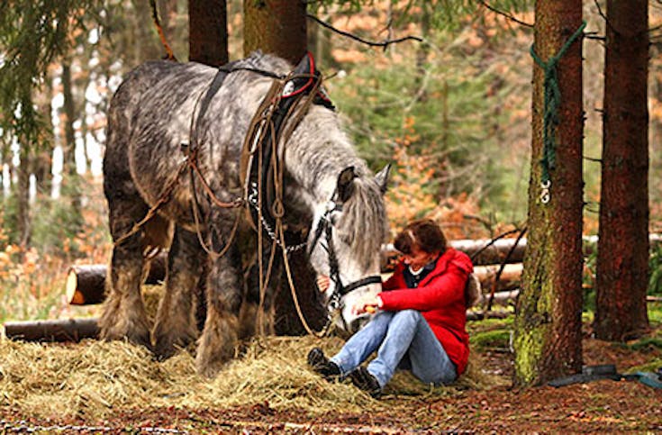 Holzrücken mit Pferden im Bergischen Land