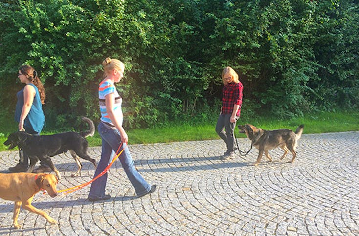 Crash-Kurs in der Hundeschule bei Traunreut