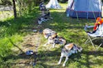 Husky Sommercamp mit Outdoor-Übernachtung Raum Ulm für 2