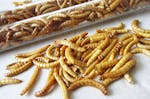 Snack Insects Kochset für Zuhause