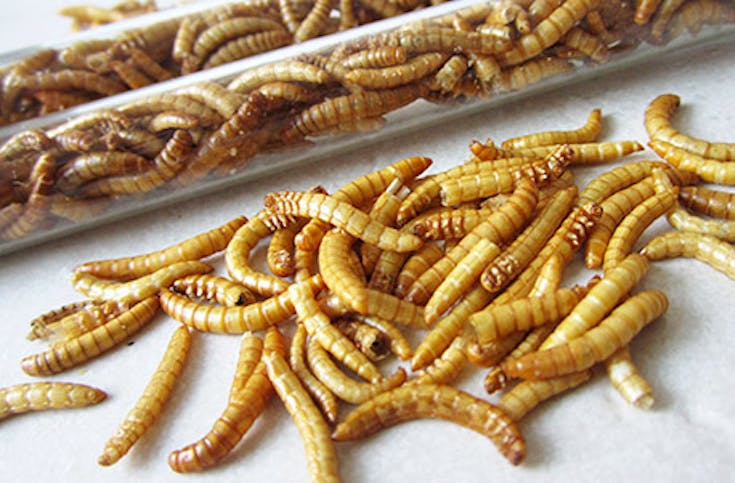 Snack Insects Kochset für Zuhause