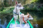 Kanufahrt und Hunde Trekking in Büren