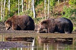 Kurzurlaub mit Elch- und Bären-Safari in Finnland für 2