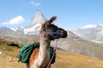 Lama-Trekking zum Riedgletscher