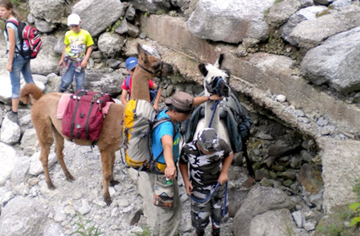 Lama-Trekking zum Riedgletscher