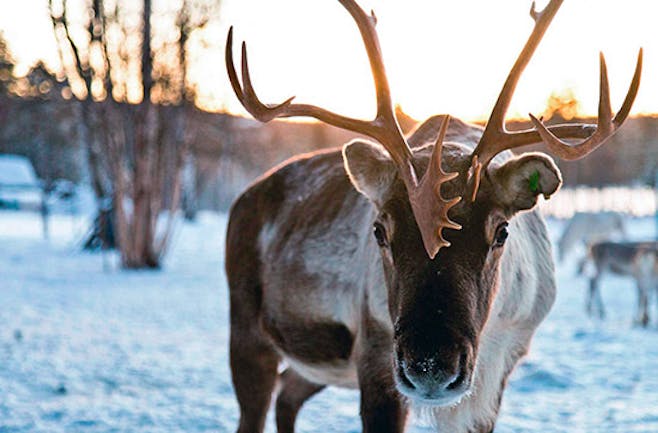 Romantischer Nordlichter-Kurzurlaub in Lappland für 2