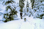 Husky-Schneeschuh-Trekking in Hohentauern