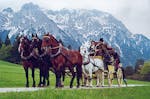 Urlaub mit Kutsche im Allgäu (5 Tage)