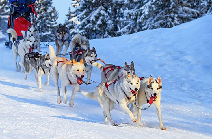 Lappland-Kurzurlaub mit Husky & Rentierschlittenfahrt für 2