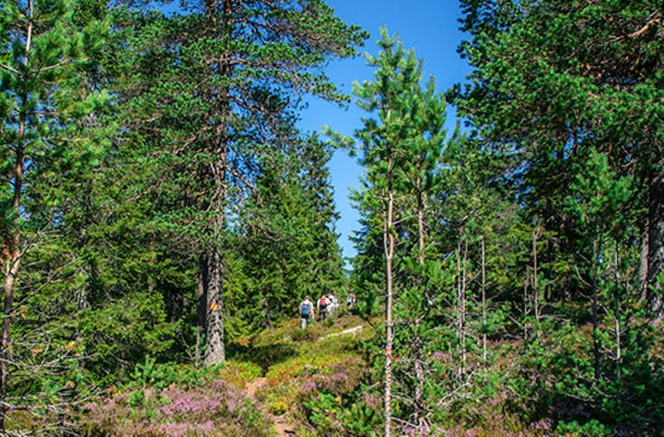 Wanderurlaub in Schweden für bis zu 4 Personen