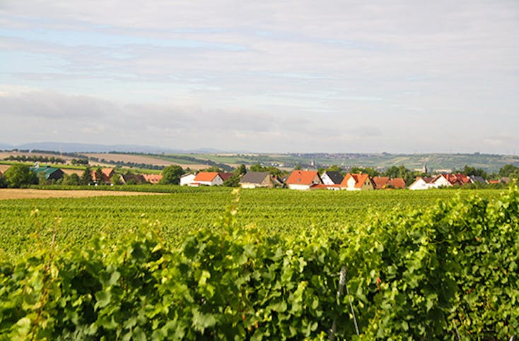 Weinprobe mit Übernachtung in Rheinhessen für 2