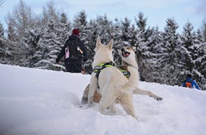 Schneeschuhwandern mit Wolfshunden in Büren