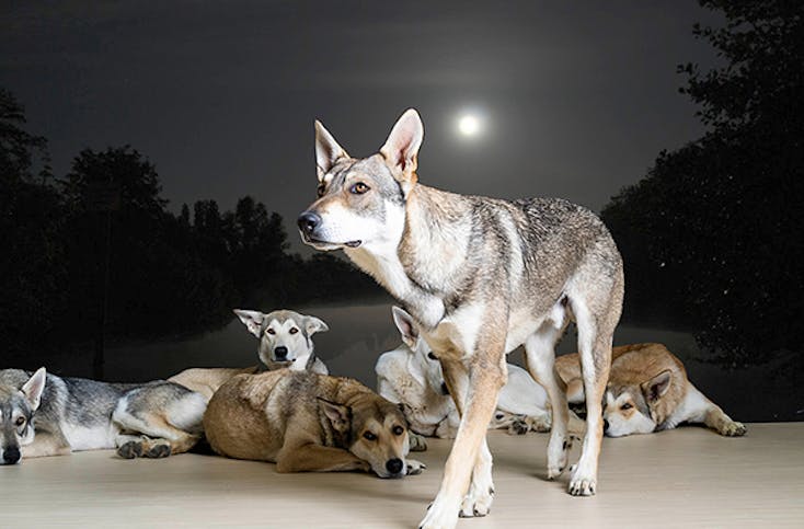 Wolfhunde Mondscheinwandeung in Büren