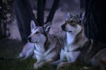 Wolfhunde Mondscheinwanderung in Büren