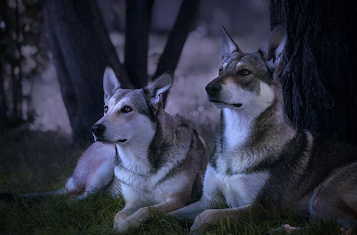 Wolfhunde Mondscheinwandeung in Büren