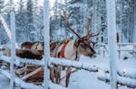 Erlebnisreise Lappland für 2 (2 Nächte)