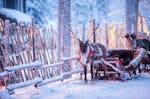 Erlebnisreise Lappland für 2 (2 Nächte)