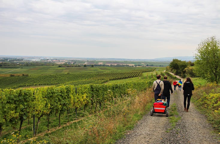 Weinwanderung Flörsheim-Dalsheim
